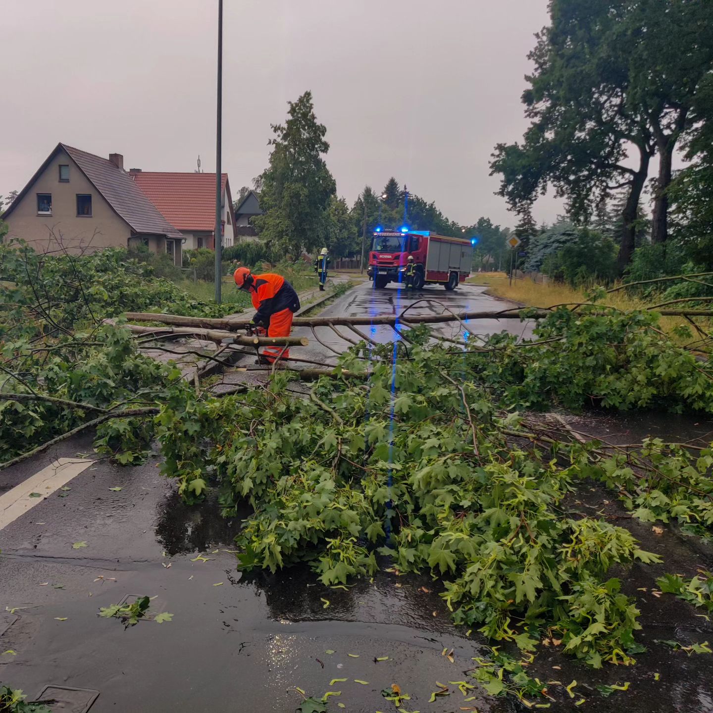 34 - H1 Baum auf Straße